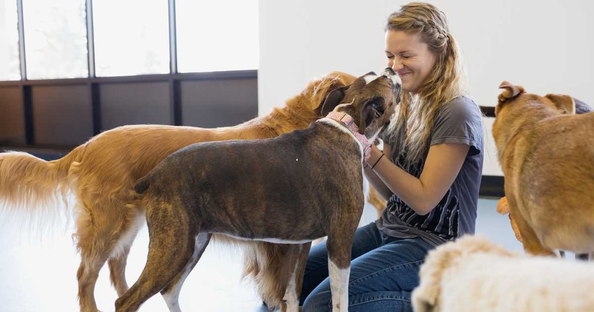 Creche para Cachorro: Como Transformar Amor por Pets em um Negócio Lucrativo